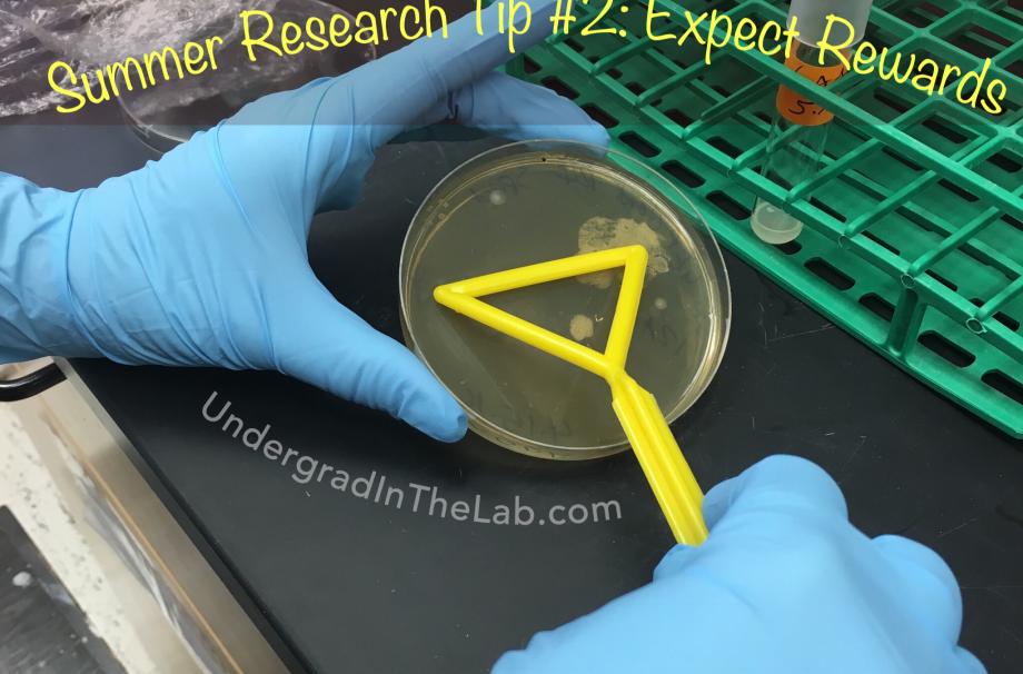 a person spreading bacterial on a petri dish